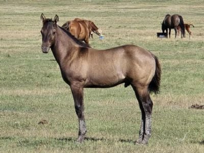 Bluestem Gandalf JW<BR>AQHA PENDING